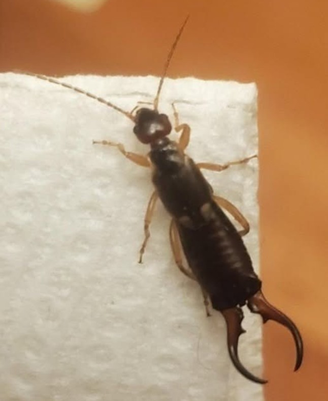 Mala životinja koja je izazvala veliku zabrinutost: Da li je zaista opasna?