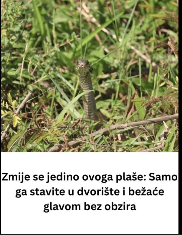 Zmije se jedino ovoga plaše: Samo ga stavite u dvorište i bježat će glavom bez obzira