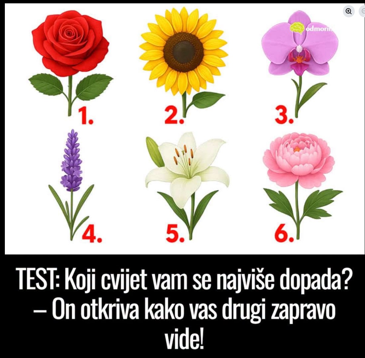 TEST: Koji cvet vam se najviše dopada? Otkrijte kako vas drugi zapravo doživljavaju