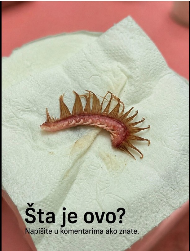 Kada je šetnja sa psom postala horor scena u našoj glavi i kako su lažne trepavice sve promijenile