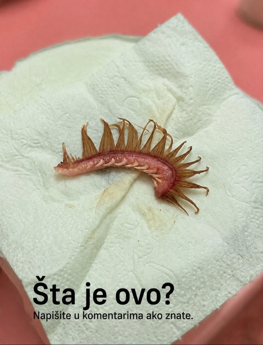 Kada je šetnja sa psom postala horor scena u našoj glavi i kako su lažne trepavice sve promijenile