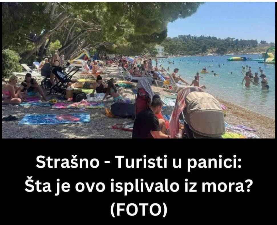 Neobična morska bića privukla pažnju turista u Rovinju: Stručnjaci objašnjavaju o čemu je riječ