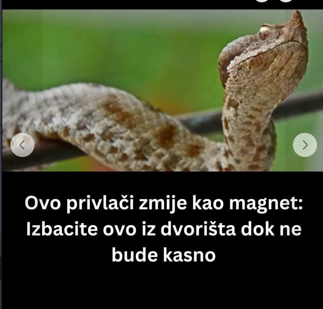 Zmije ne dolaze slučajno u vaše dvorište: Privlače ih četiri stvari, odmah reagujte ako osetite ovaj miris