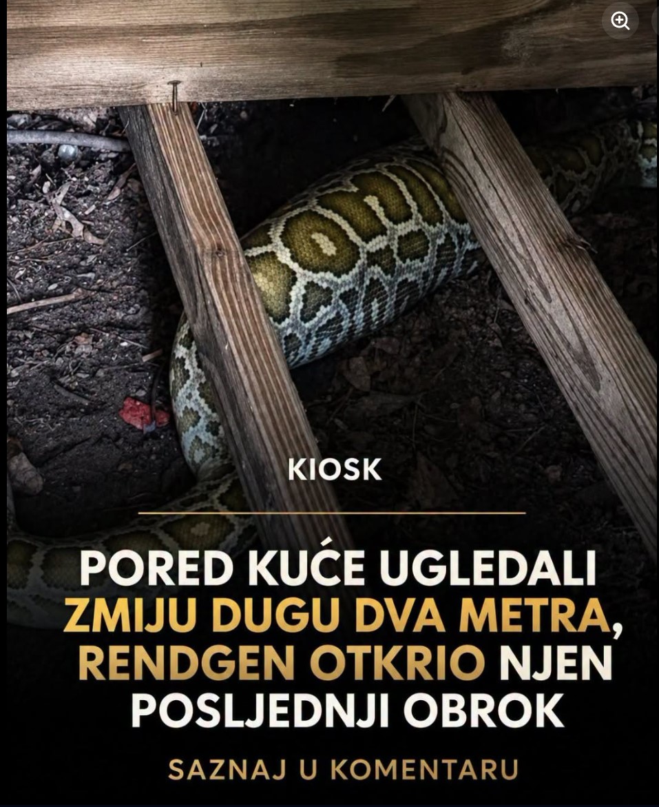 Nesvakidašnje otkriće u dvorištu: Porodica pronašla ogromnog pitona ispod baštenske šupe, a rendgenski snimak je otkrio neverovatan sadržaj u njegovom stomaku