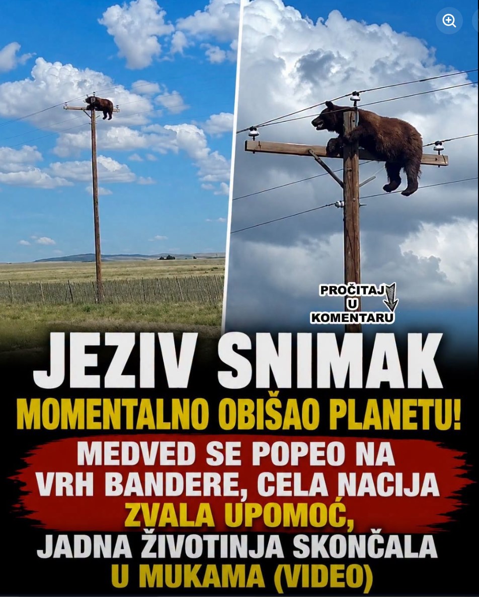 JEZIV SNIMAK MOMENTALNO OBIŠAO PLANETU! Medved se popeo na vrh bandere, cela nacija zvala upomoć, jadna životinja skončala u mukama (VIDEO)