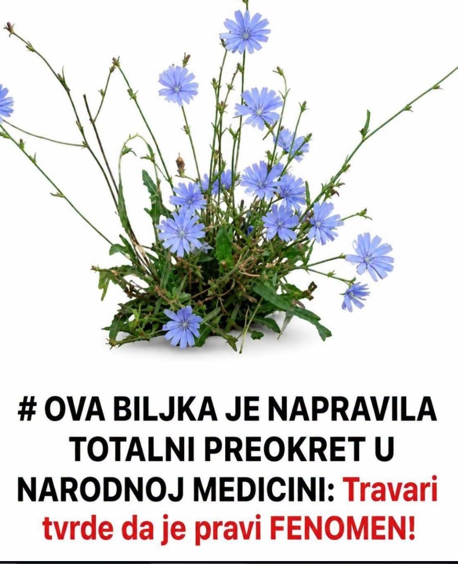 Cikorija u narodnoj medicini i modernoj nauci: Koliko su zapravo utemeljene tvrdnje o njenim lekovitim svojstvima?