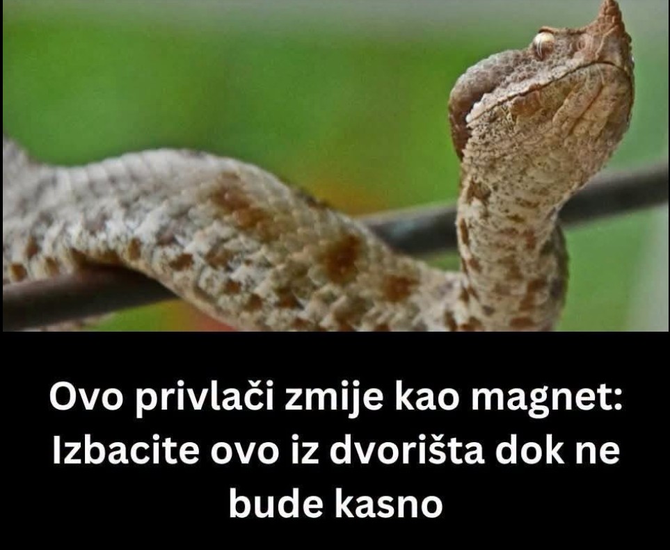 Zmije ne dolaze slučajno u vaše dvorište: Privlače ih četiri stvari, odmah reagujte ako osetite ovaj miris