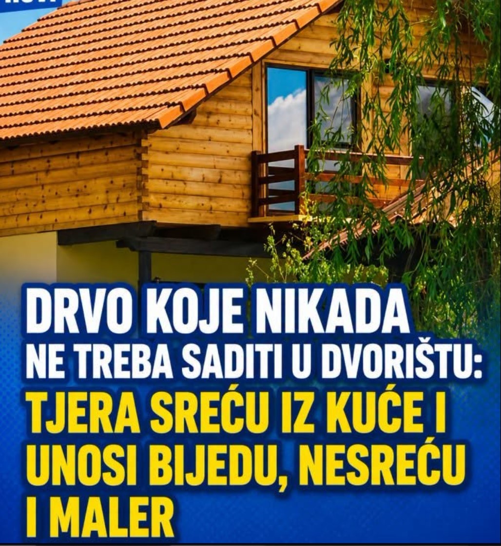Drvo koje nikada ne treba saditi u dvorištu: Tjera sreću iz kuće i unosi bijedu, nesreću i maler