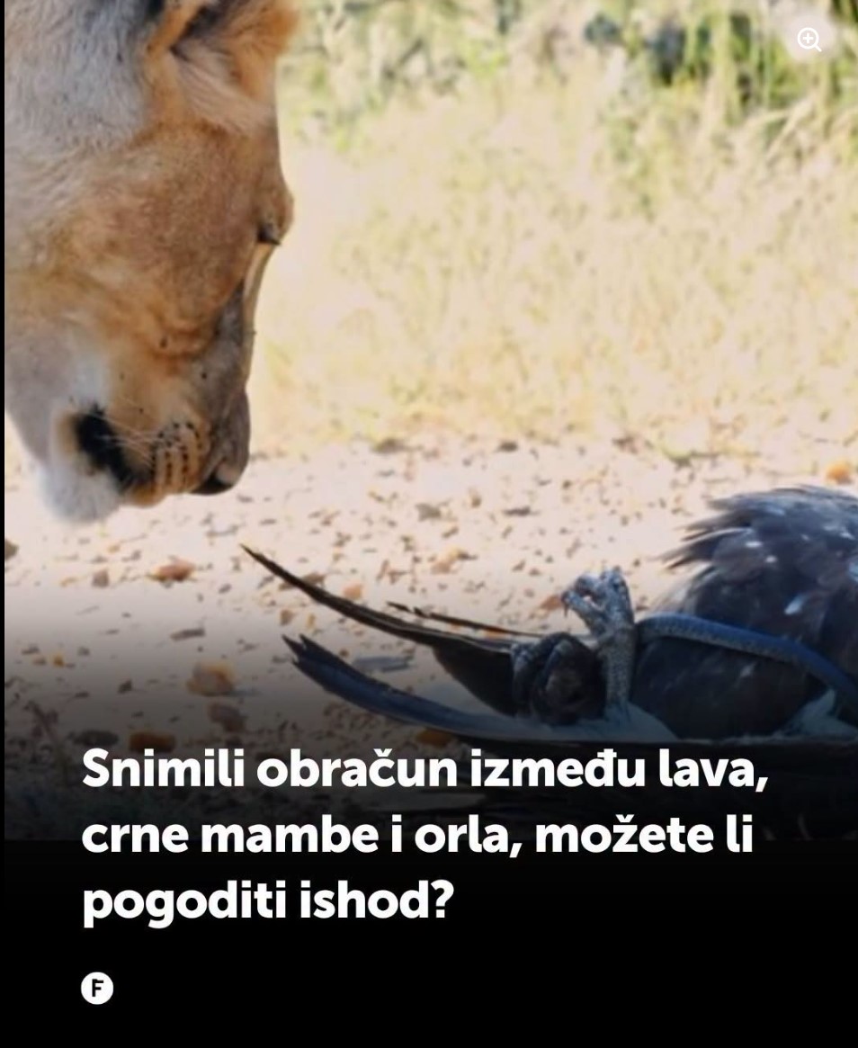Snimili neverovatan susret lava, crne mambe i orla: Prizor iz Krugera obišao internet