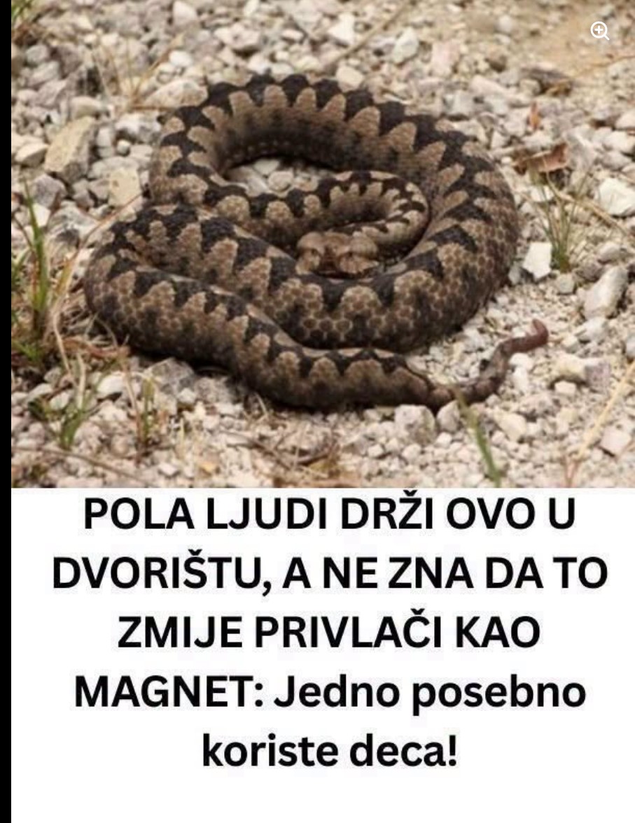 Neobičan razlog okupljanja zmija: Zašto vinova loza u dvorištu privlači zmije