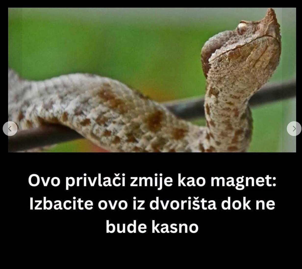 Zmije ne dolaze slučajno u vaše dvorište: Privlače ih četiri stvari, odmah reagujte ako osetite ovaj miris