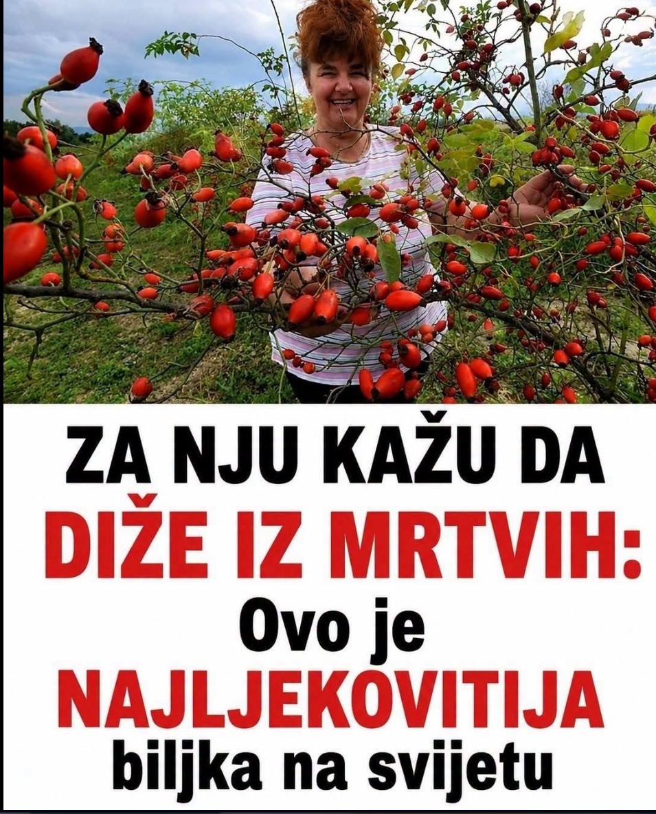Glog se vekovima koristi za srce, ali nije bezazlen: Šta medicina zaista kaže o ovoj biljci