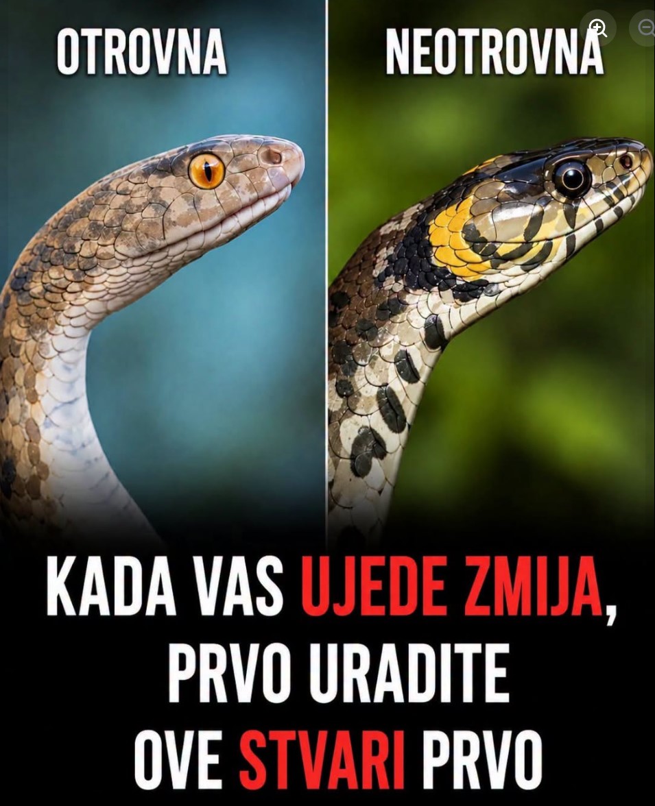Prva Pomoć Kod Ujeda Zmije: Pravilni Koraci i Najčešće Greške
