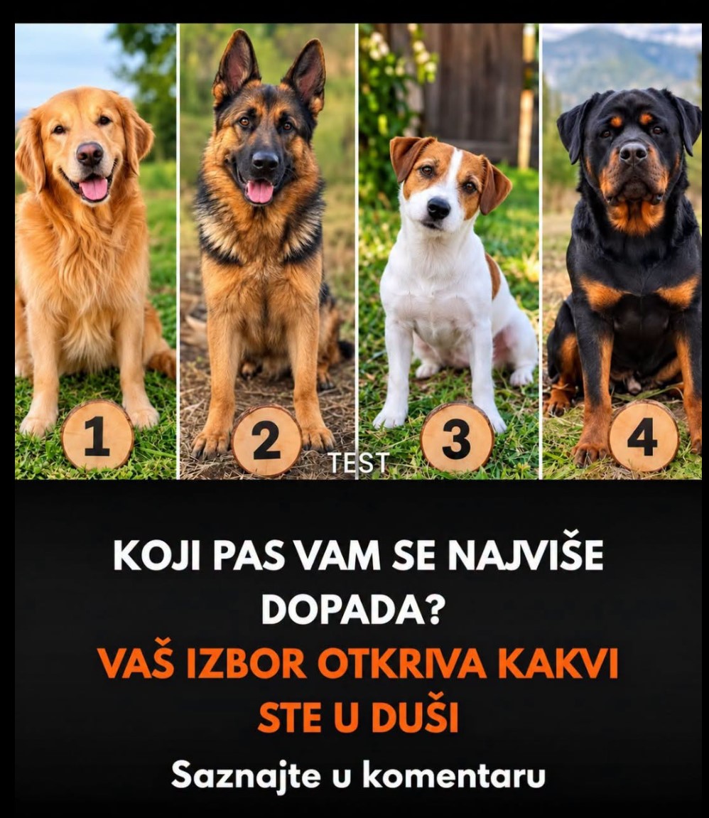Koji pas vam se najviše dopada? Zabavni test koji otkriva vaše četiri lepe osobine