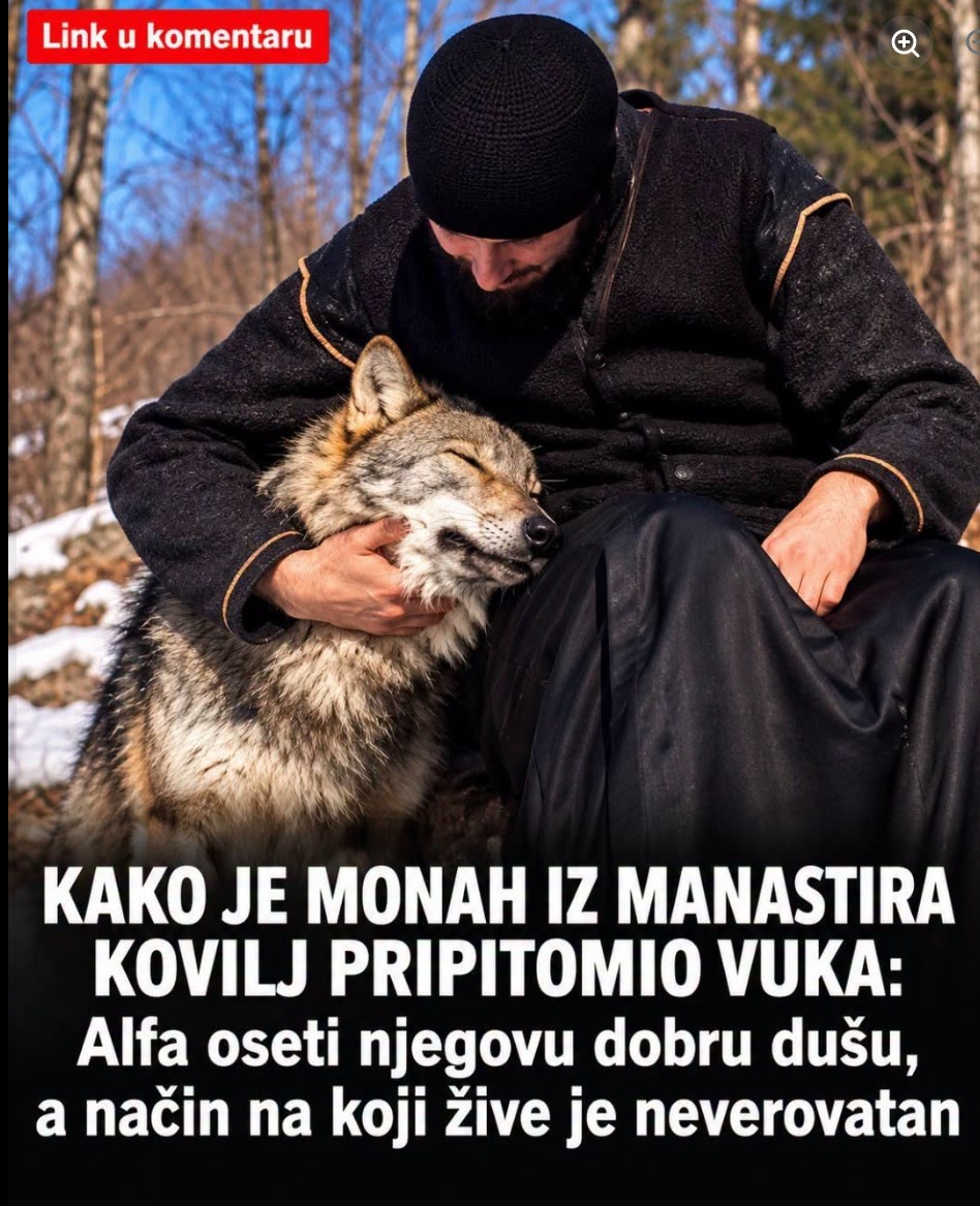 KAKO JE MONAH IZ MANASTIRA KOVILJ PRIPITOMIO VUKA: Alfa oseti njegovu dobru dušu, a način na koji žive je neverovatan